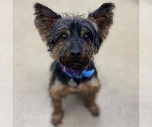 Mutt Dogs for adoption in Aurora, CO, USA