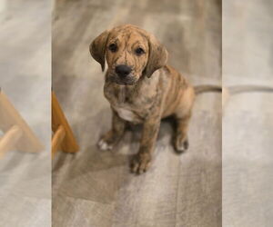 Labrador Retriever-Unknown Mix Dogs for adoption in New London, WI, USA