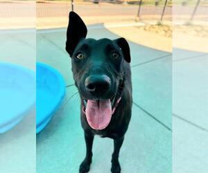 Labrador Retriever-Unknown Mix Dogs for adoption in Sacramento, CA, USA