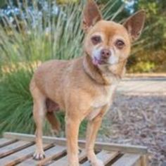 Chihuahua Dogs for adoption in Lake Elsinore, CA, USA