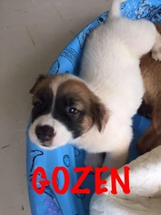 Medium Photo #1 Labrador Retriever-Unknown Mix Puppy For Sale in Waycross, GA, USA