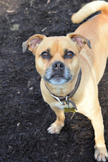 Pug Dogs for adoption in Dillsburg, PA, USA