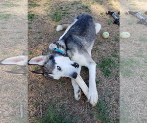 Siberian Husky Dogs for adoption in Cumming, GA, USA