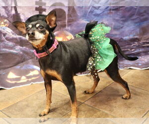 Miniature Pinscher-Unknown Mix Dogs for adoption in Victorville, CA, USA