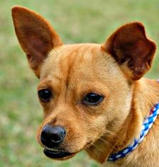 Medium Photo #1 Shiba Inu Puppy For Sale in Houston, TX, USA