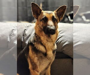 German Shepherd Dog Dogs for adoption in Seattle, WA, USA