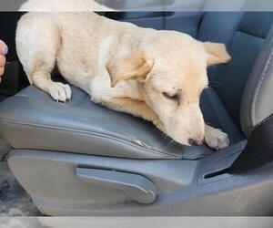 German Shepherd Dog-Unknown Mix Dogs for adoption in Houston, TX, USA