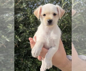 Maltese-Unknown Mix Dogs for adoption in Corona, CA, USA