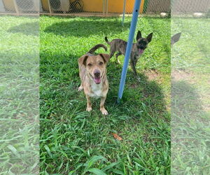 Mutt Dogs for adoption in Virginia Beach, VA, USA