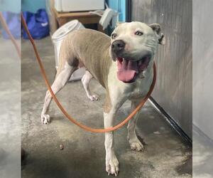 American Pit Bull Terrier Dogs for adoption in Camarillo, CA, USA