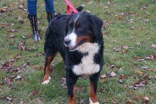 Bernese Mountain Dog Dogs for adoption in Mattoon, IL, USA