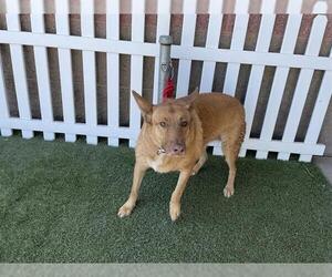 German Shepherd Dog Dogs for adoption in Modesto, CA, USA