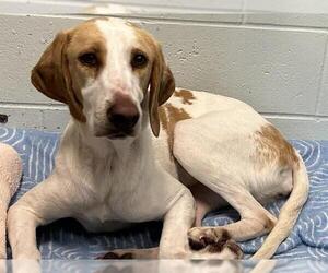 American Foxhound Dogs for adoption in Tavares, FL, USA
