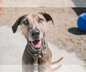Catahoula Leopard Dog-Greyhound Mix Dogs for adoption in El Cajon, CA, USA