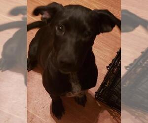 German Shorthaired Lab Dogs for adoption in Alexander, AR, USA
