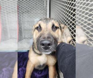 German Shepherd Dog Dogs for adoption in Bakersfield, CA, USA