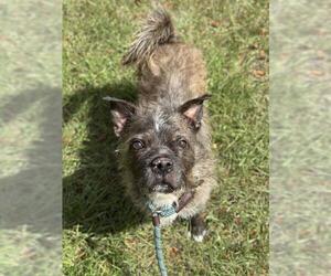 Cairn Terrier-Unknown Mix Dogs for adoption in Fort Lauderdale, FL, USA