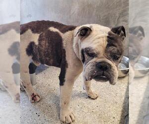 Bulldog Dogs for adoption in Lodi, CA, USA