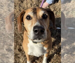 Mutt Dogs for adoption in Glen Allen, VA, USA