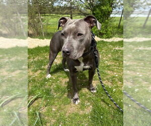 American Pit Bull Terrier-Staffordshire Bull Terrier Mix Dogs for adoption in Frankenmuth, MI, USA