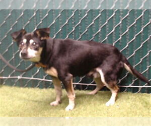 Chihuahua Dogs for adoption in Downey, CA, USA