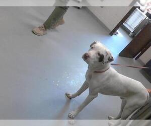 Pointer-Unknown Mix Dogs for adoption in Fayetteville, NC, USA