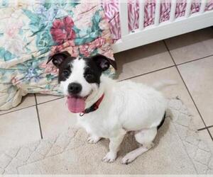 Mutt Dogs for adoption in Pearland, TX, USA