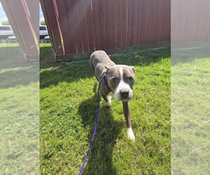 Mutt Dogs for adoption in Glen Allen, VA, USA