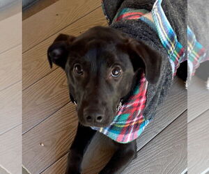 Mutt Dogs for adoption in Emmett, ID, USA