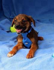 Dachshund Dogs for adoption in Arlington, TX, USA