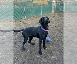 Labrador Retriever-Unknown Mix Dogs for adoption in South Bend, IN, USA