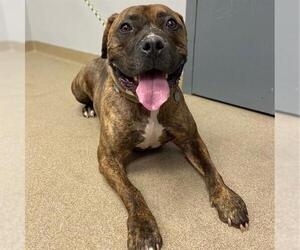 Bulloxer Dogs for adoption in Aurora, CO, USA