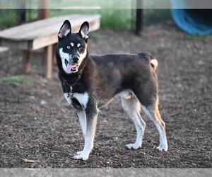Siberian Husky-Unknown Mix Dogs for adoption in Santa Cruz, CA, USA