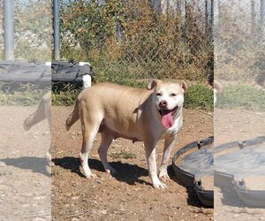 American Pit Bull Terrier-Unknown Mix Dogs for adoption in Amarillo, TX, USA