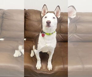 Siberian Husky-Unknown Mix Dogs for adoption in Mt. Gilead, OH, USA