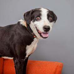 Border Collie Dogs for adoption in Mission Hills, CA, USA