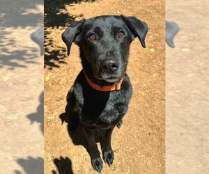 Labrador Retriever-Unknown Mix Dogs for adoption in Sacramento, CA, USA