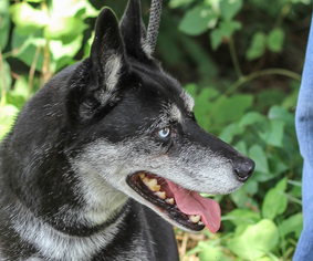 Small Alaskan Husky Mix