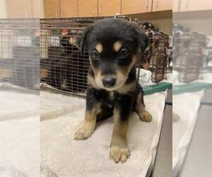 Shepweiller Dogs for adoption in Modesto, CA, USA