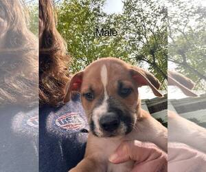 Huskies -Retriever  Mix Dogs for adoption in Holly Springs, NC, USA