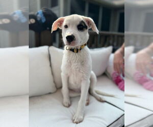 Beagle-Unknown Mix Dogs for adoption in New London, WI, USA