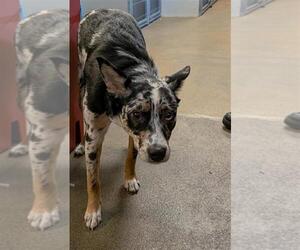 Mutt Dogs for adoption in Sacramento, CA, USA