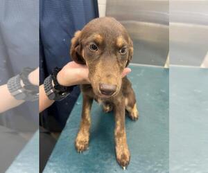 --Labrador Retriever Mix Dogs for adoption in Mobile, AL, USA