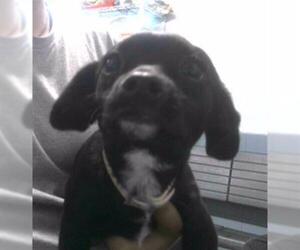 Wapoo Dogs for adoption in Tallahassee, FL, USA