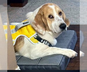 Basset Hound-Great Pyrenees Mix Dogs for adoption in Deepwater, NJ, USA