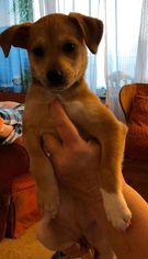 Medium Photo #1 Mutt Puppy For Sale in Gilbertsville, PA, USA