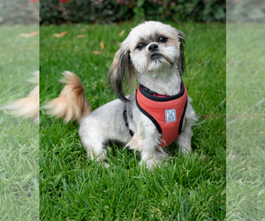 Shih Tzu Dogs for adoption in Santa Cruz, CA, USA