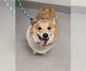 Pembroke Welsh Corgi Dogs for adoption in Rancho Cucamonga, CA, USA