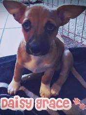 Medium Photo #19 Dachshund-Unknown Mix Puppy For Sale in Los Banos, CA, USA