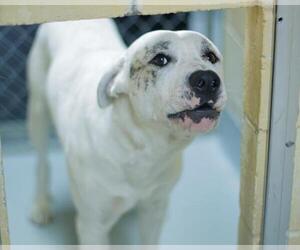 Mutt Dogs for adoption in Tulsa, OK, USA